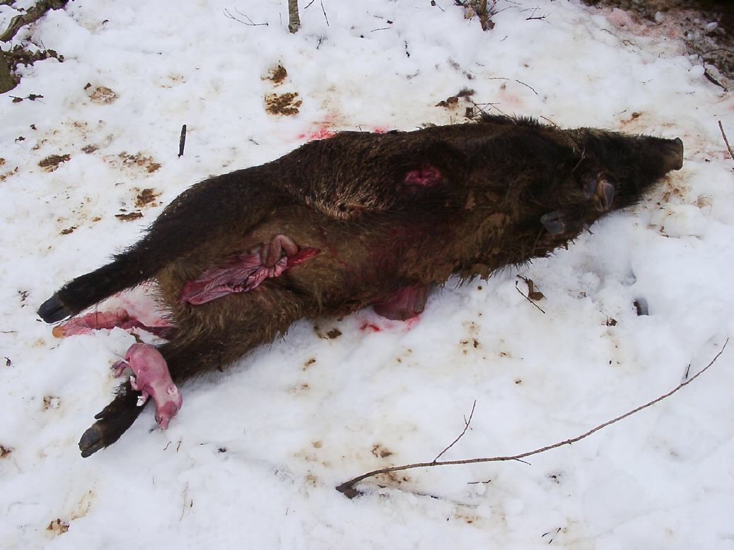Schwangere Wildschweinbachen angeschossen: