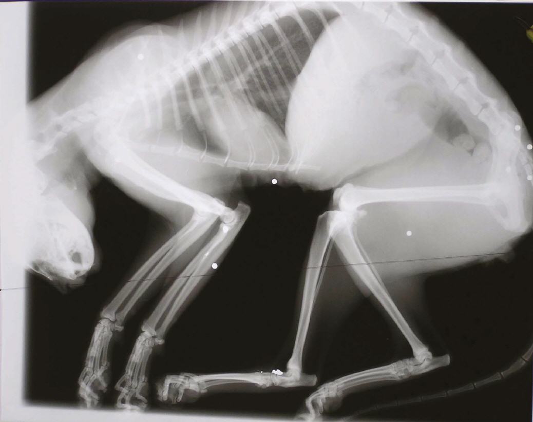 Röntgenbild mit hochtoxischen Schrotkugeln