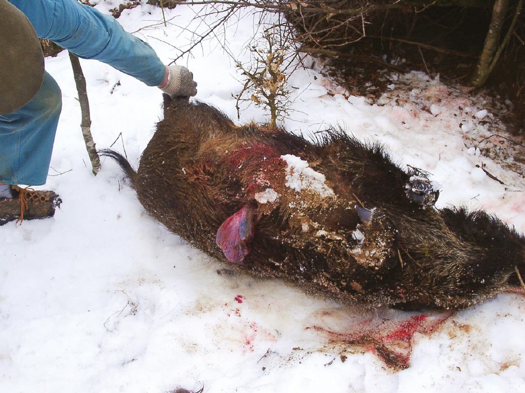 Tierschützer finden verendete Muttersau