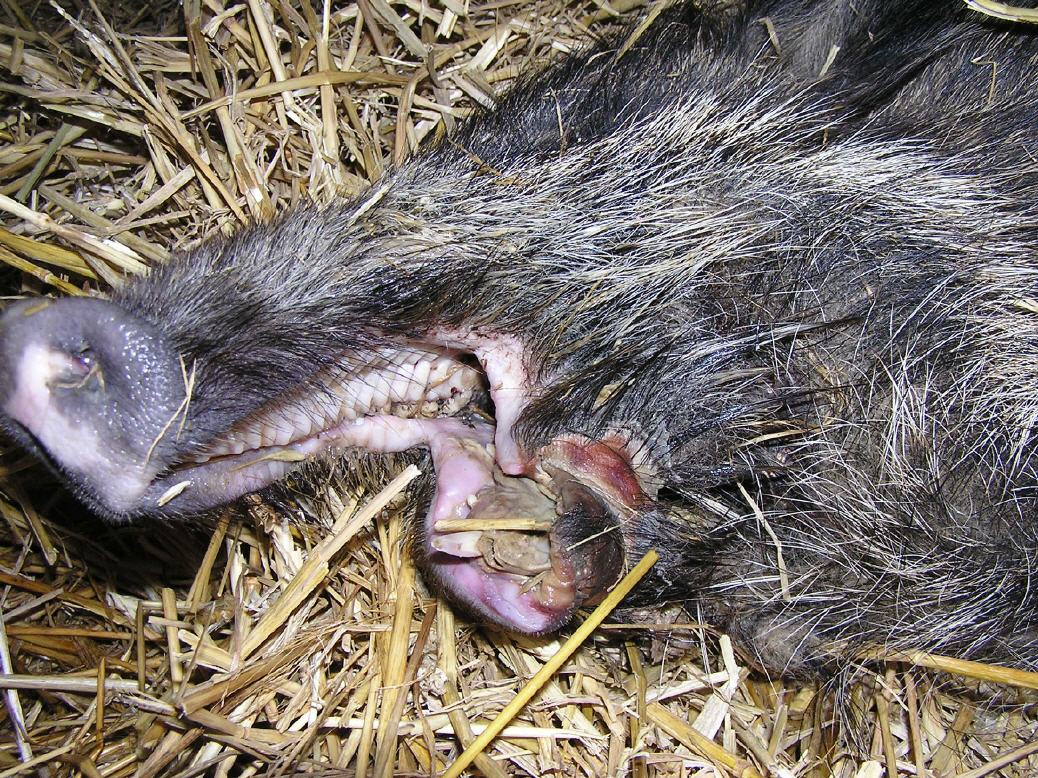 Diesem jungen Wildschwein wurde der Unterkiefer